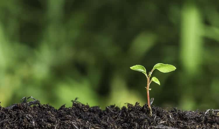 environmentally conscious growing plant