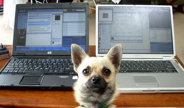 Try not to let your family and pets keep you from getting your work done.